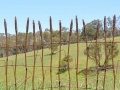 Contemporary wheat design wrought iron fence