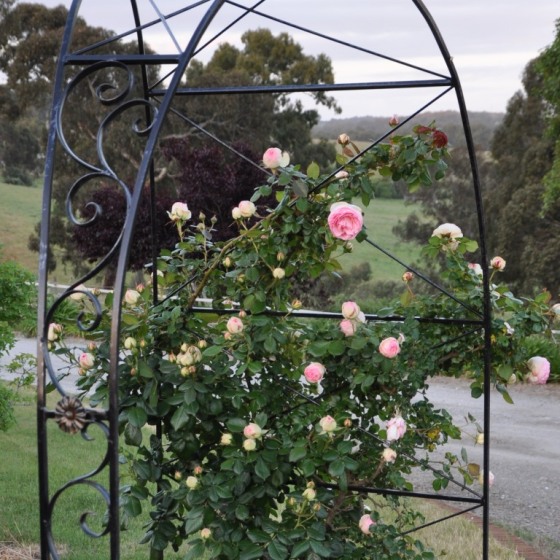 Training the rose canes to the arch Training the rose canes to the arch
