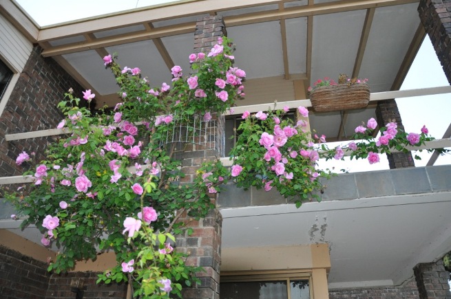 ClimbingRosePillar This climbing rose is too big for a garden arch.