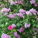 Climbing Rose - Mrs Fred Danks