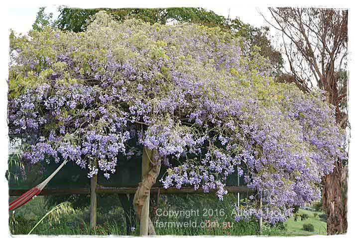 Large wisteria support